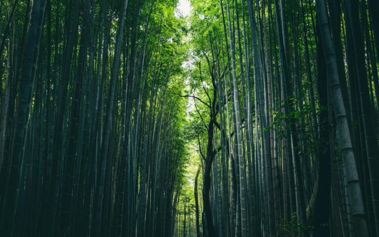 Forest Covered With High Bamboo Trees